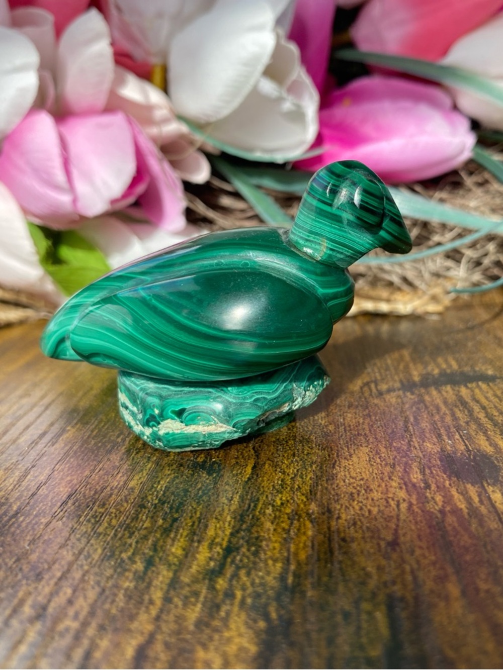 Malachite Bird On Perch